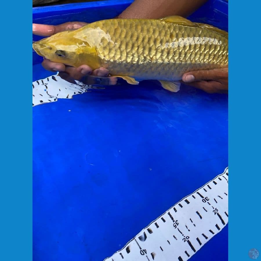midori 41 cm