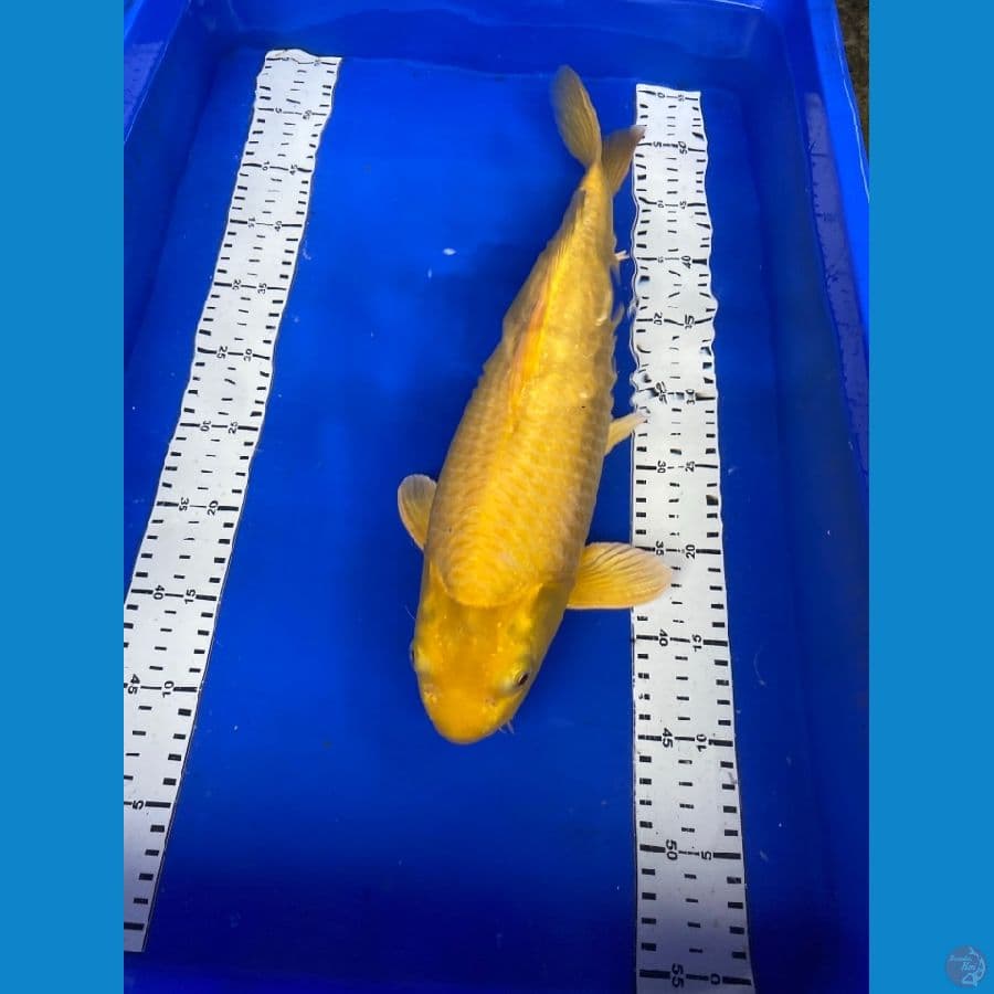 karasi lemon jumbo