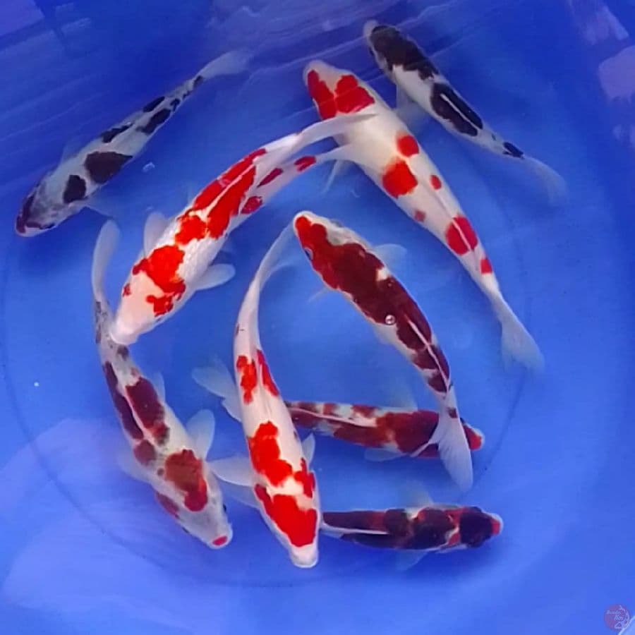 KOHAKU GOROMO 20-28