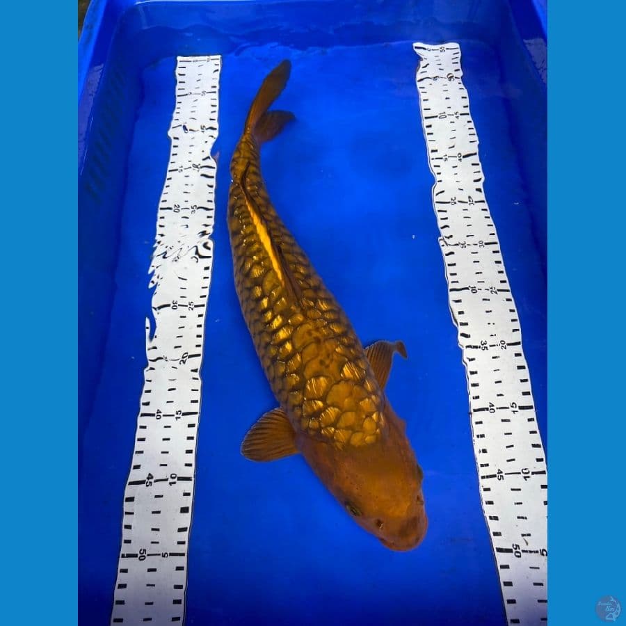 cagoi ginrin arahoke 44 cm