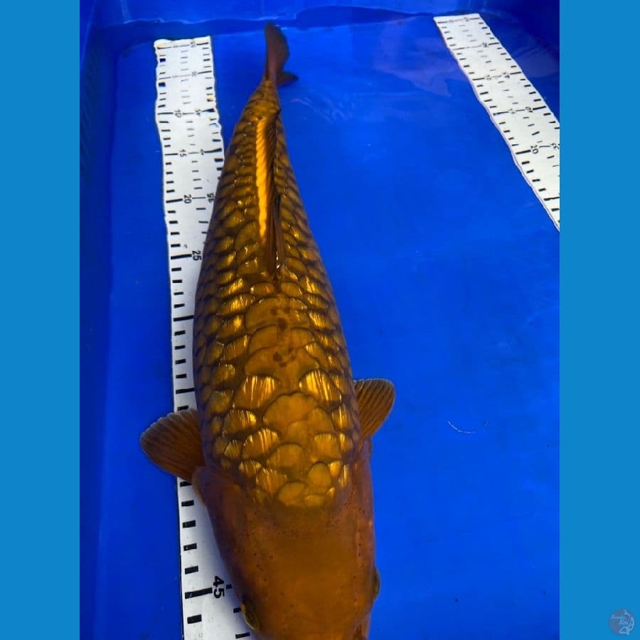 cagoi ginrin arahoke 44 cm