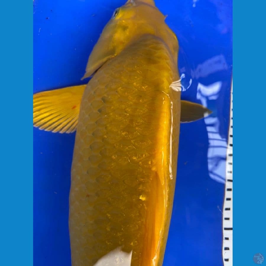 karasi 40 cm