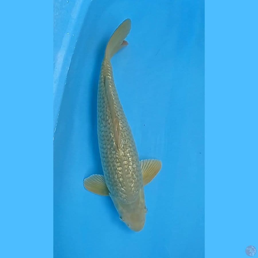 Chagoi Ginrin 49cm