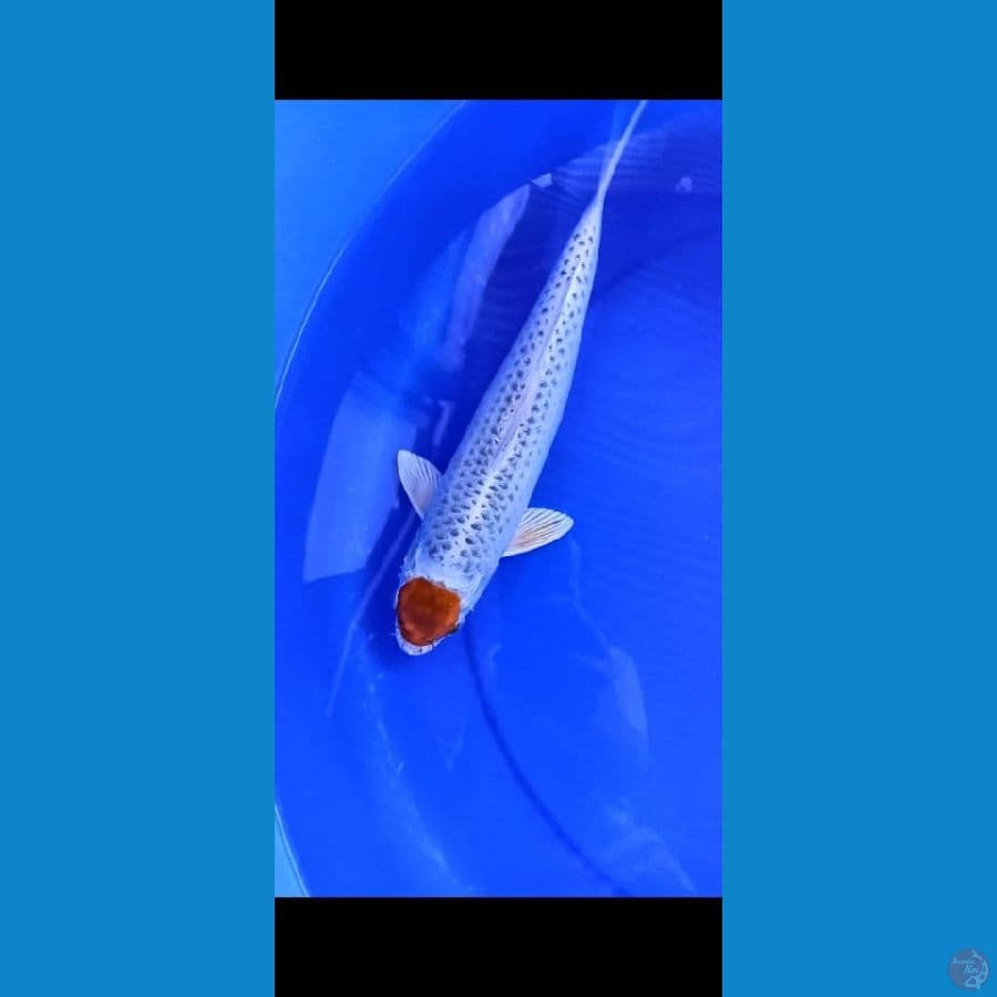 TANCHO KUJAKU 32CM 