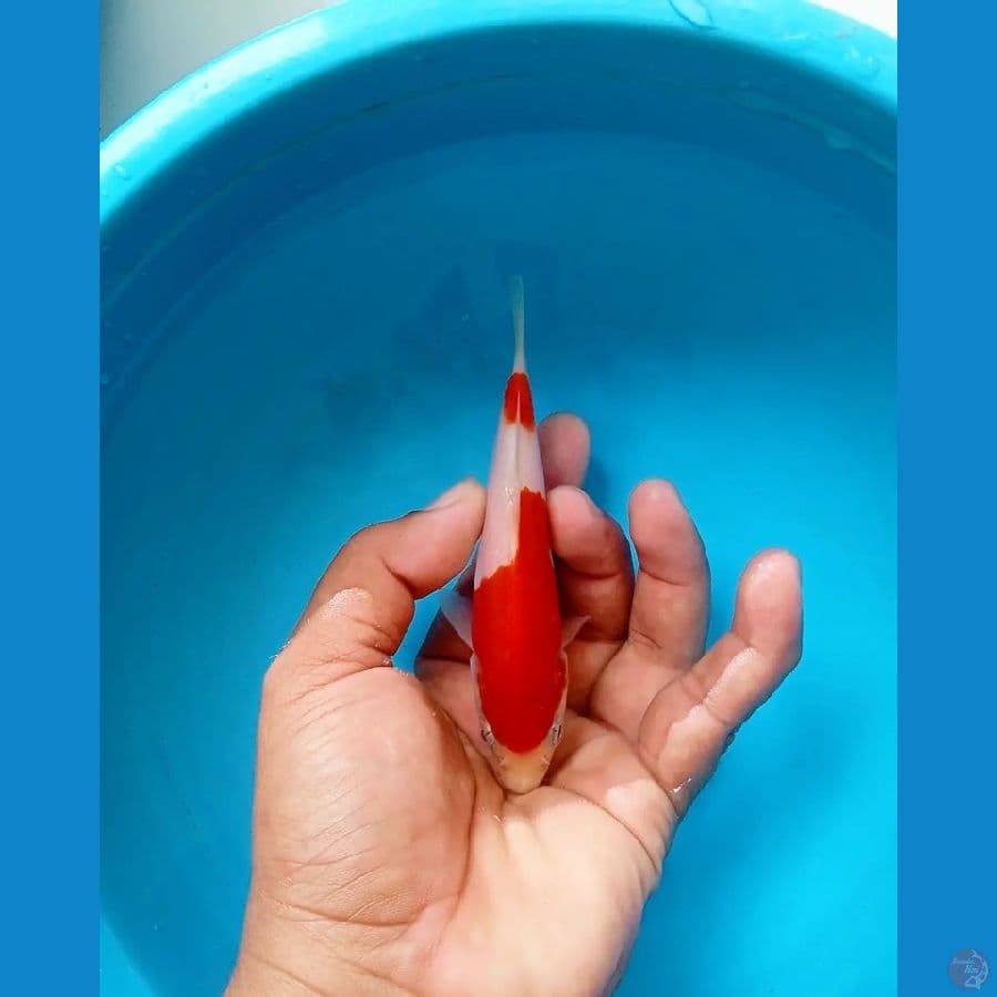 Kohaku 12cm