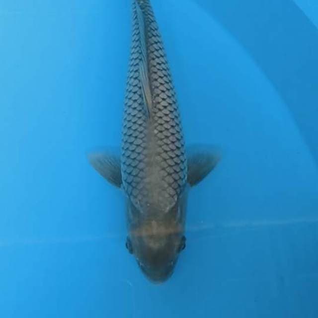 Soragoi