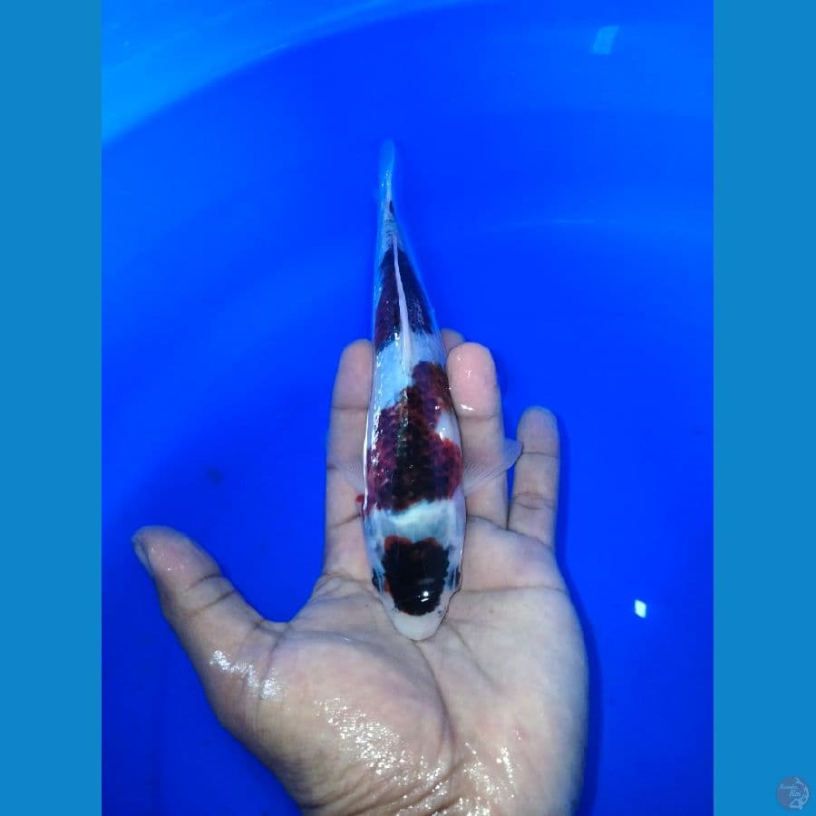 maruten goromo 20cm
