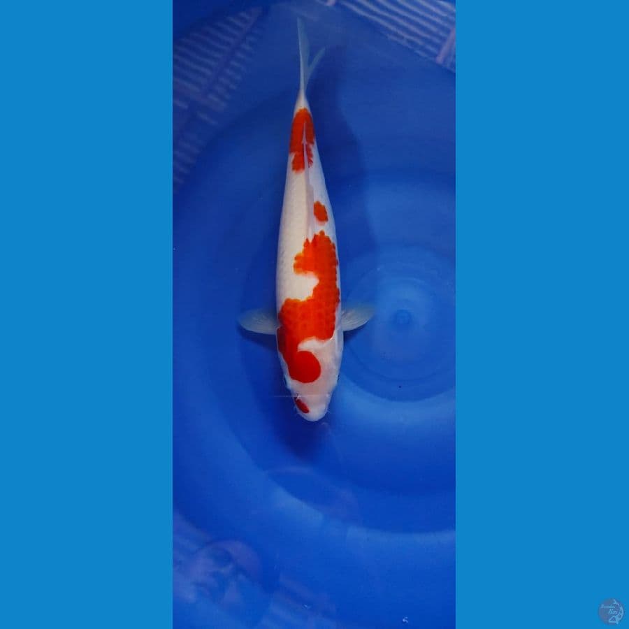 kohaku 31cm