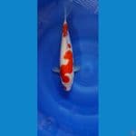 kohaku 31cm