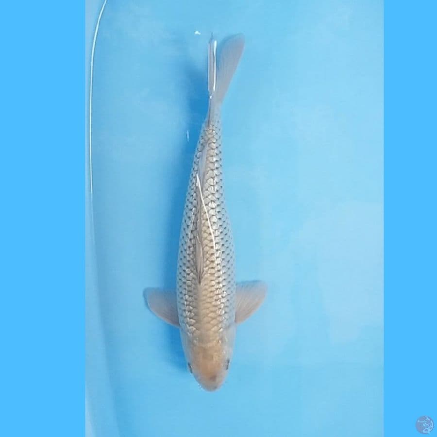 Soragoi Ginrin 45cm