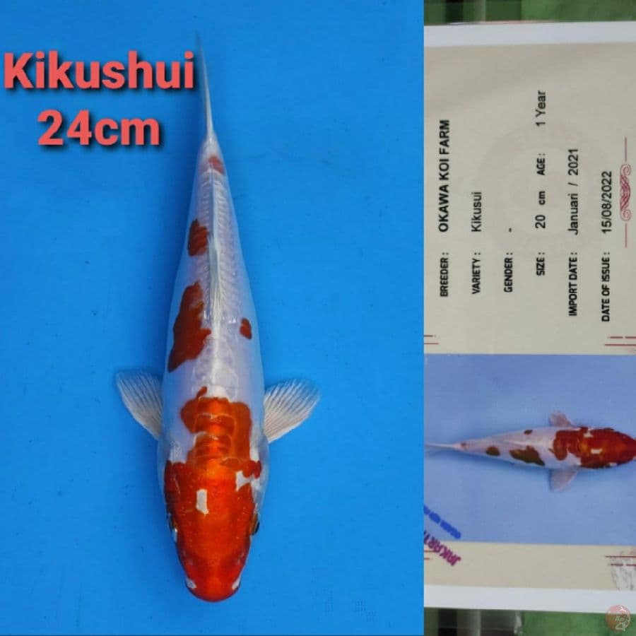 OKAWA KIKUSHUI 24CM SERTI