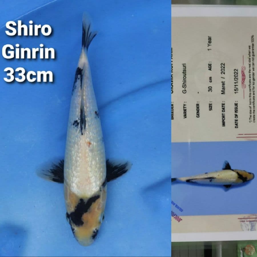 OKAWA SHIRO GINRIN 33CM SERTI