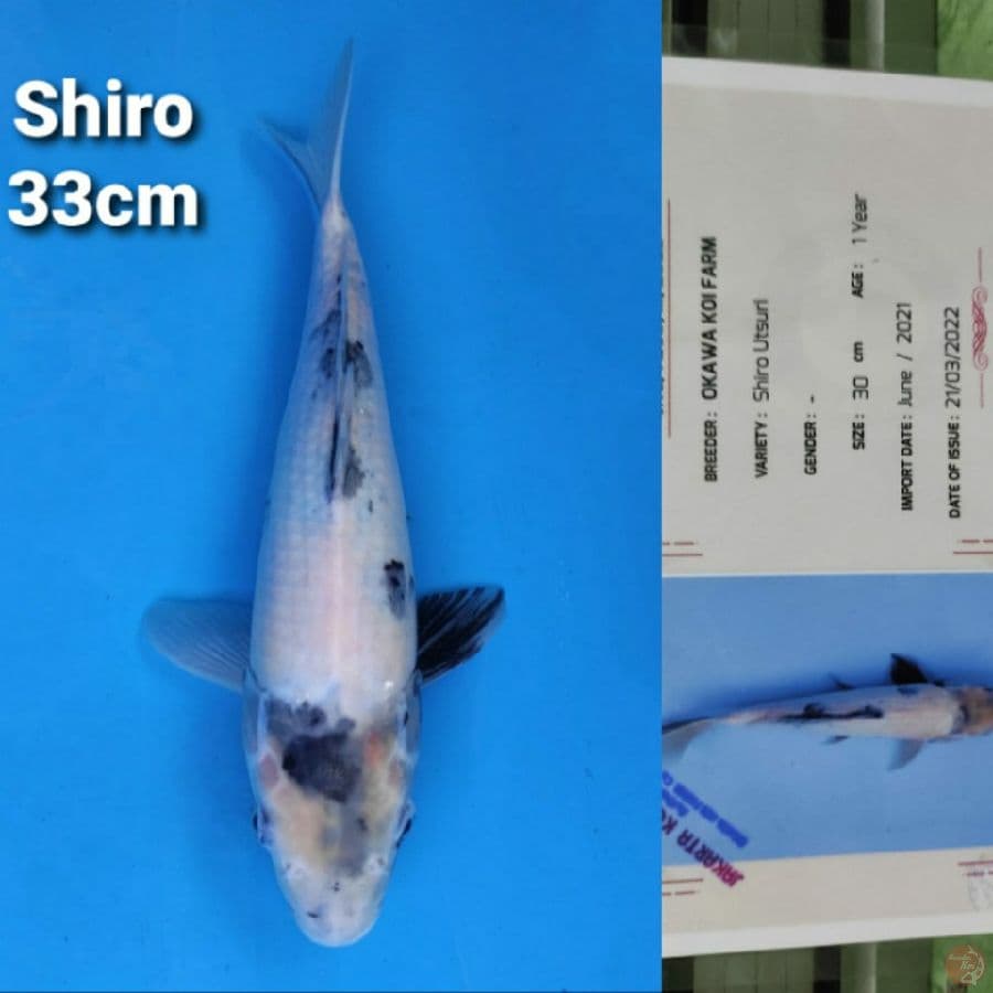 OKAWA SHIRO 33CM SERTI