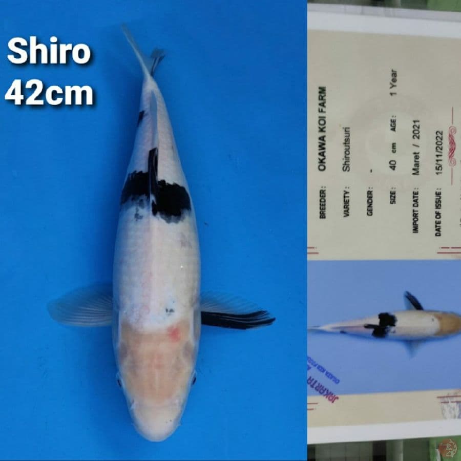 OKAWA SHIRO 42CM SERTI