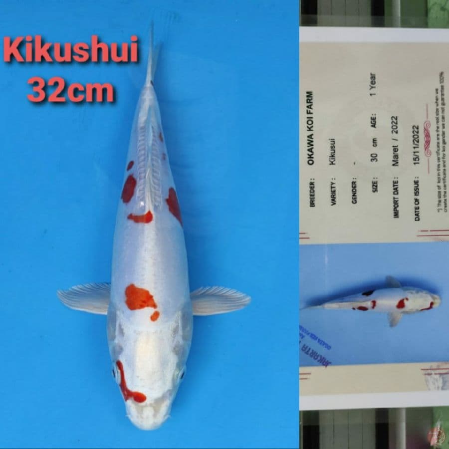 OKAWA KIKUSHUI 32CM SERTI