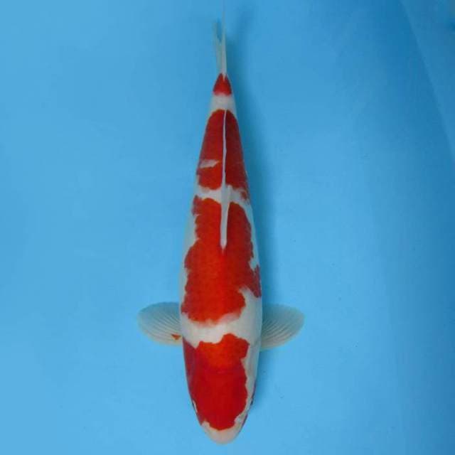 C. YAMAMOTO ~ KOHAKU SPC,-