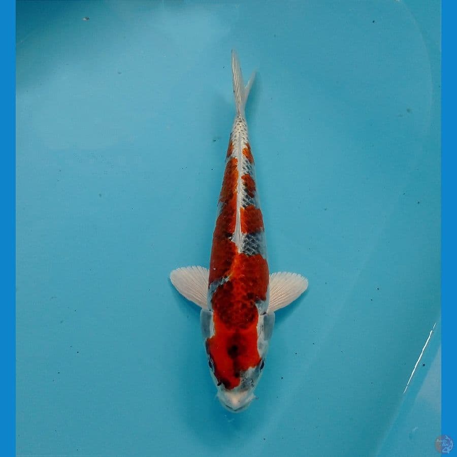 kujaku 24 cm