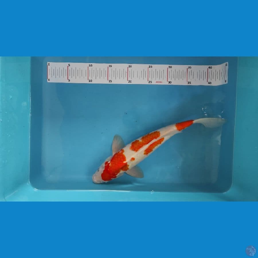 sandan kohaku 3 step