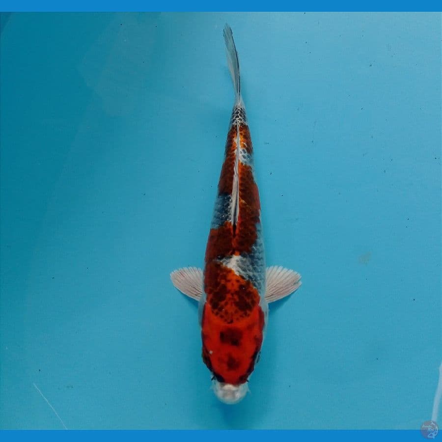 kujaku 21 cm 