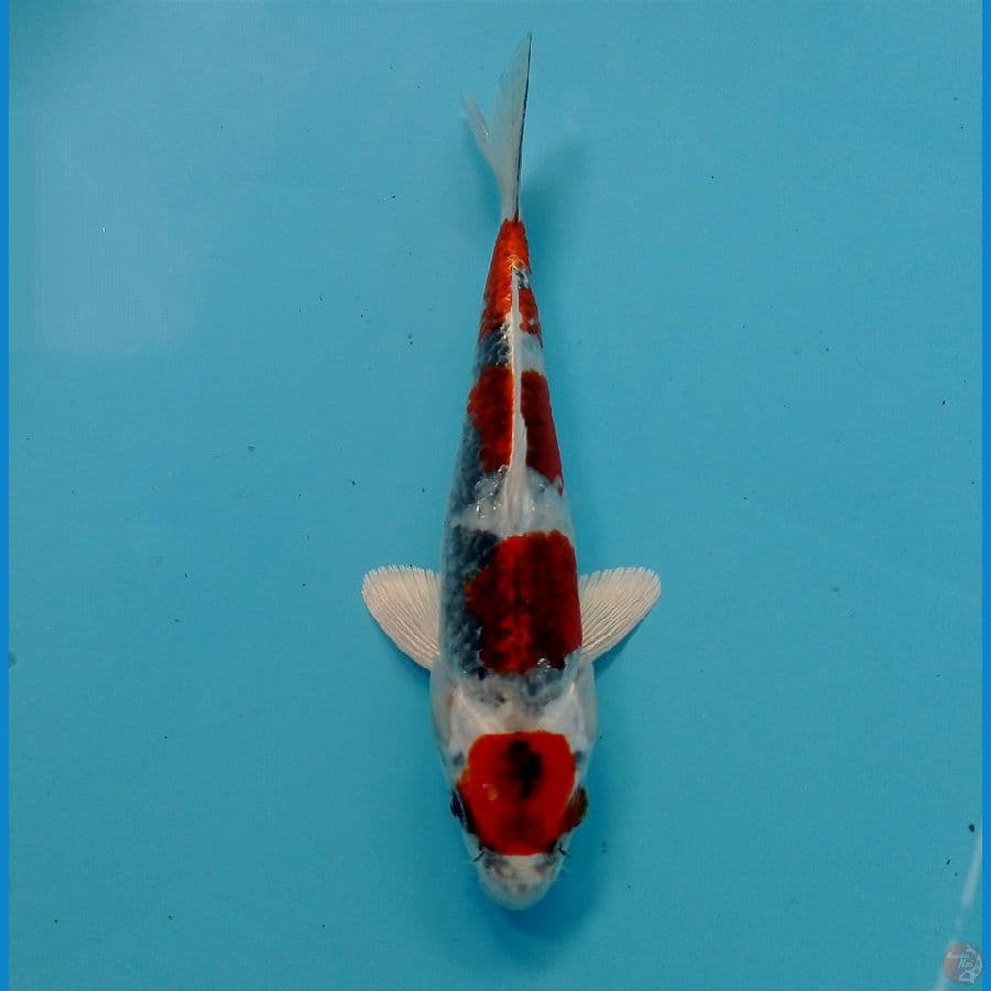 kujaku 17 cm