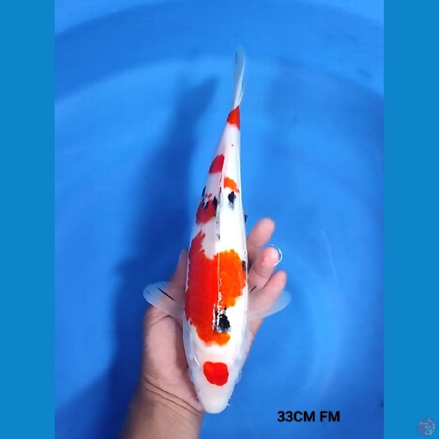 Maruten sanke 33CM FM