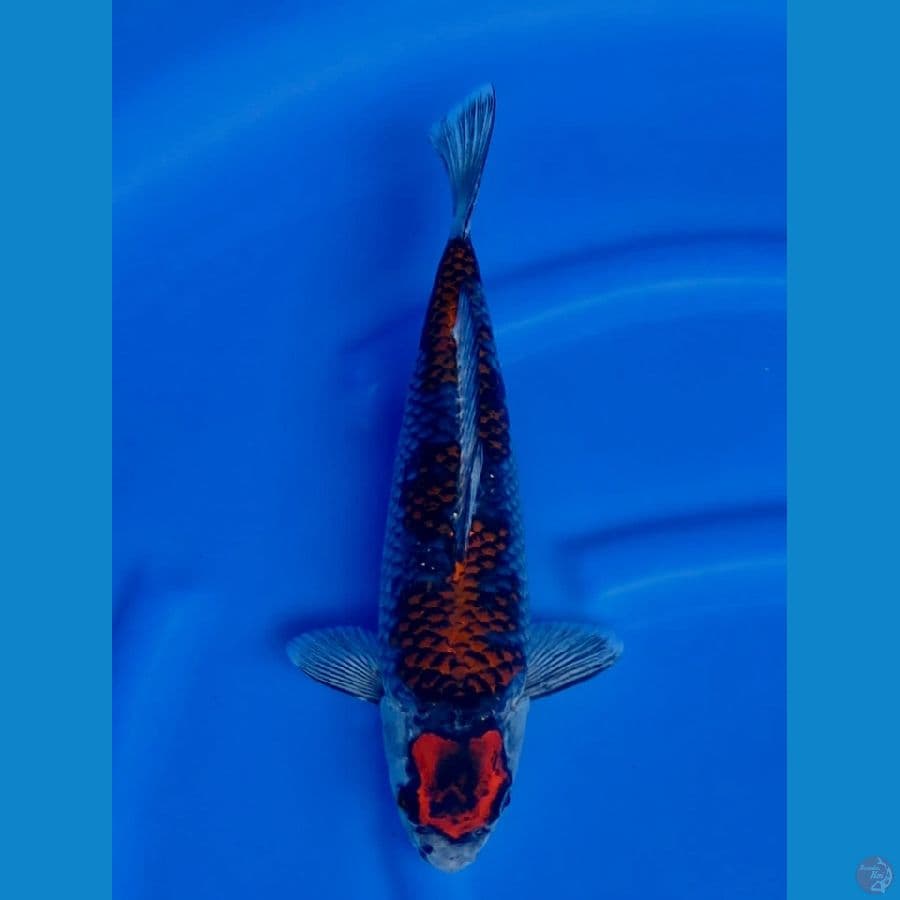35cm , Budo Goshiki 