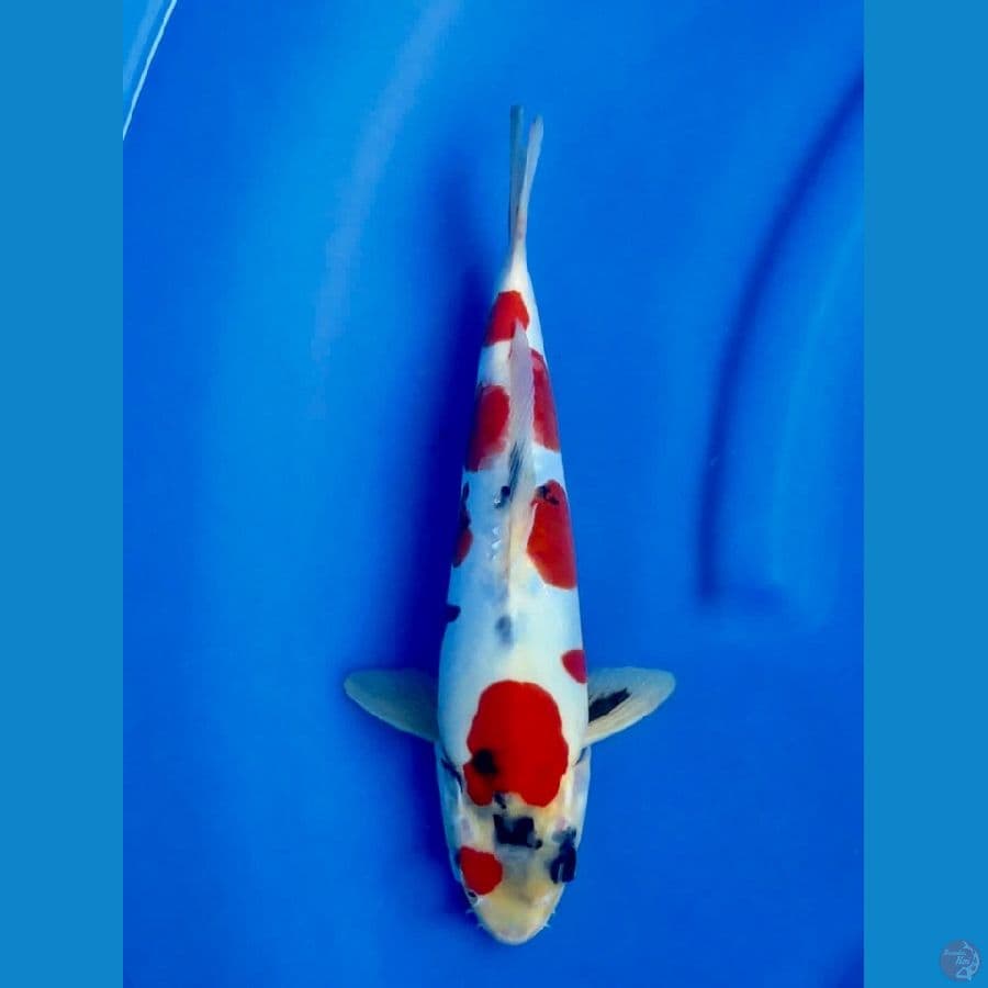 28cm , male Super Ori Doitsu Showa 