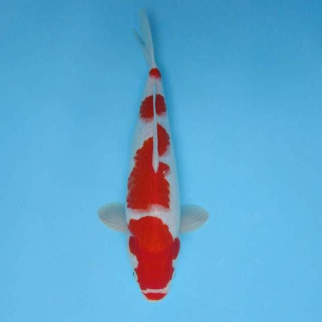 E. KENZEI ~ KOHAKU 4 STEPS SPC,-
