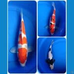 paket 35bu