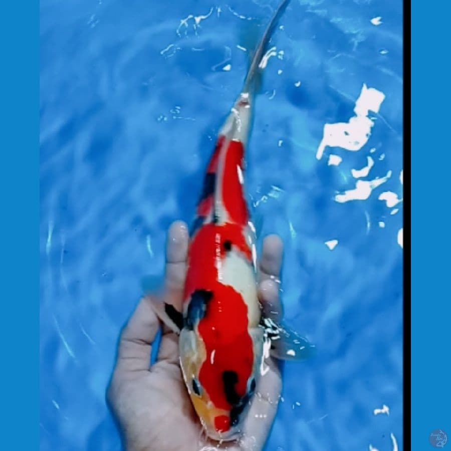 SQ showa male 31 cm