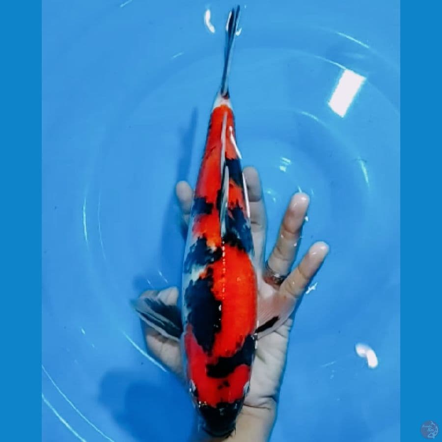 SQ showa male 32 cm 