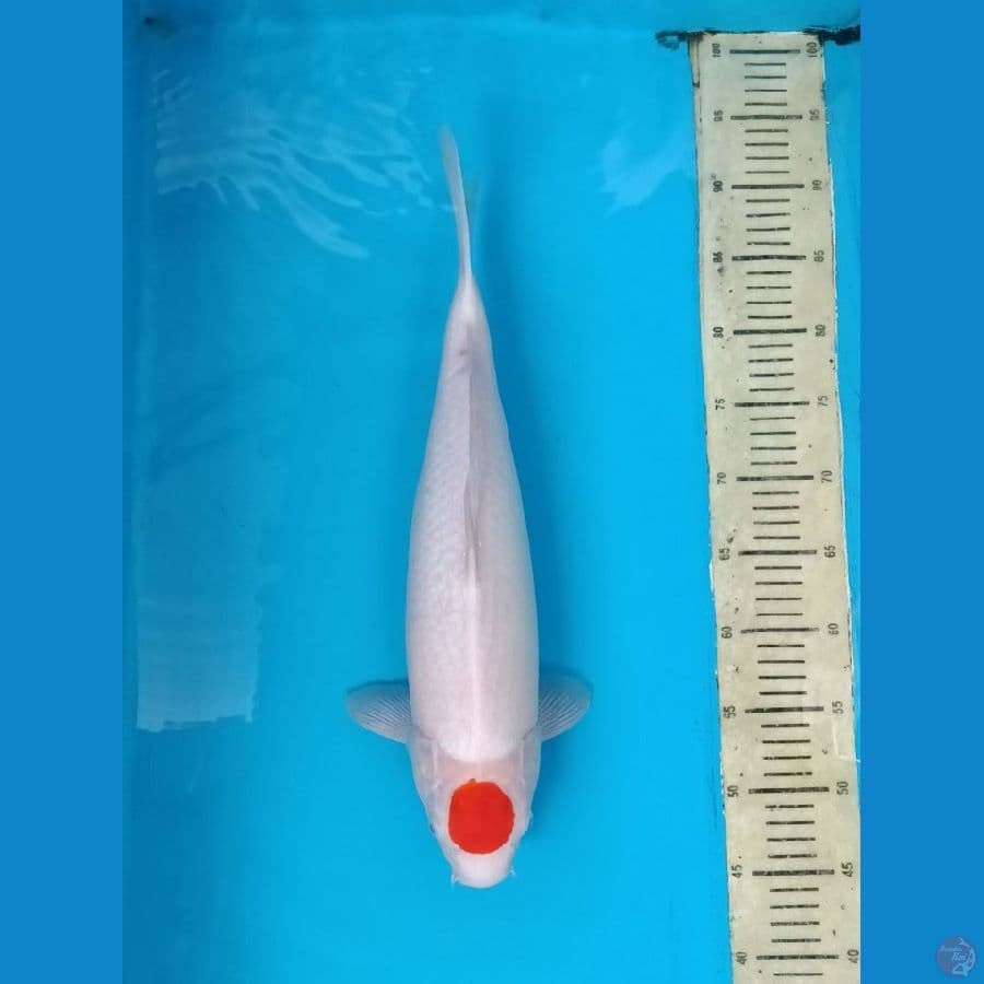 Tanco Kohaku