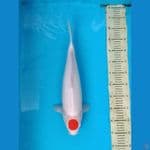 Tanco Kohaku 