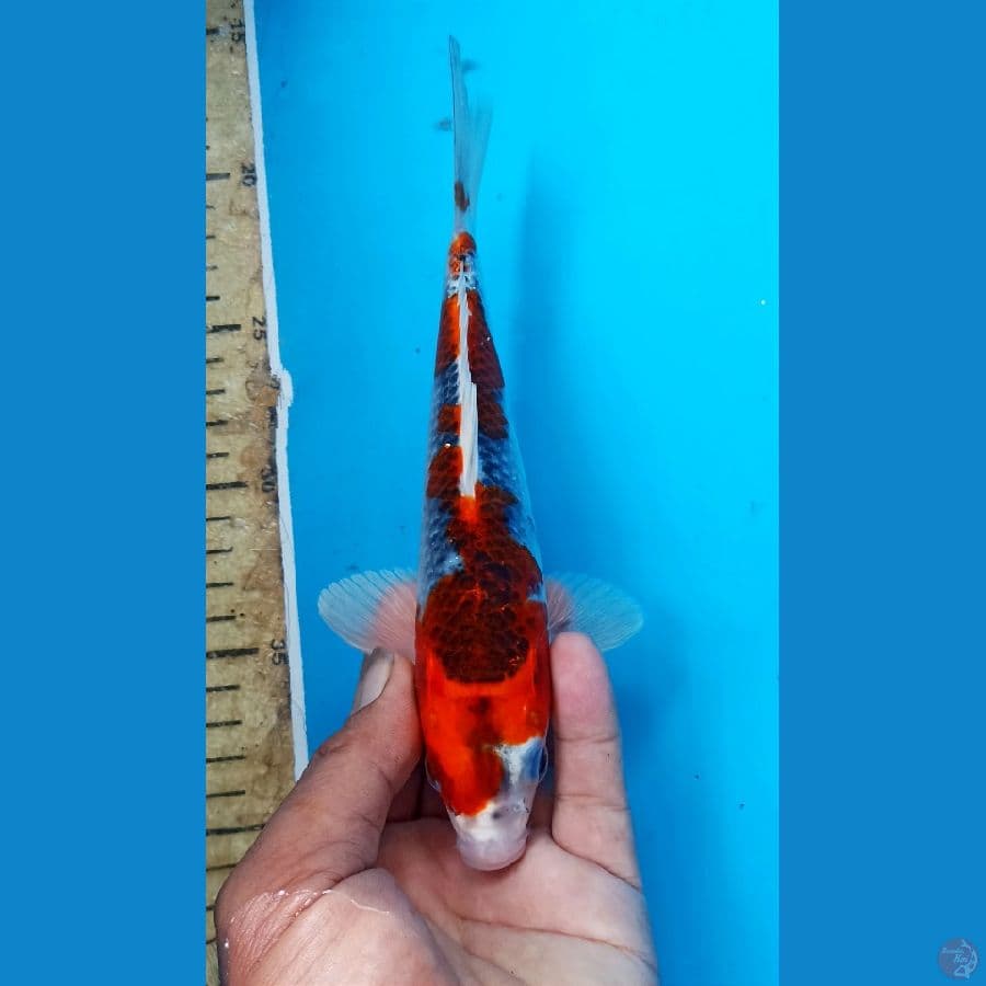 goshiki 22cm