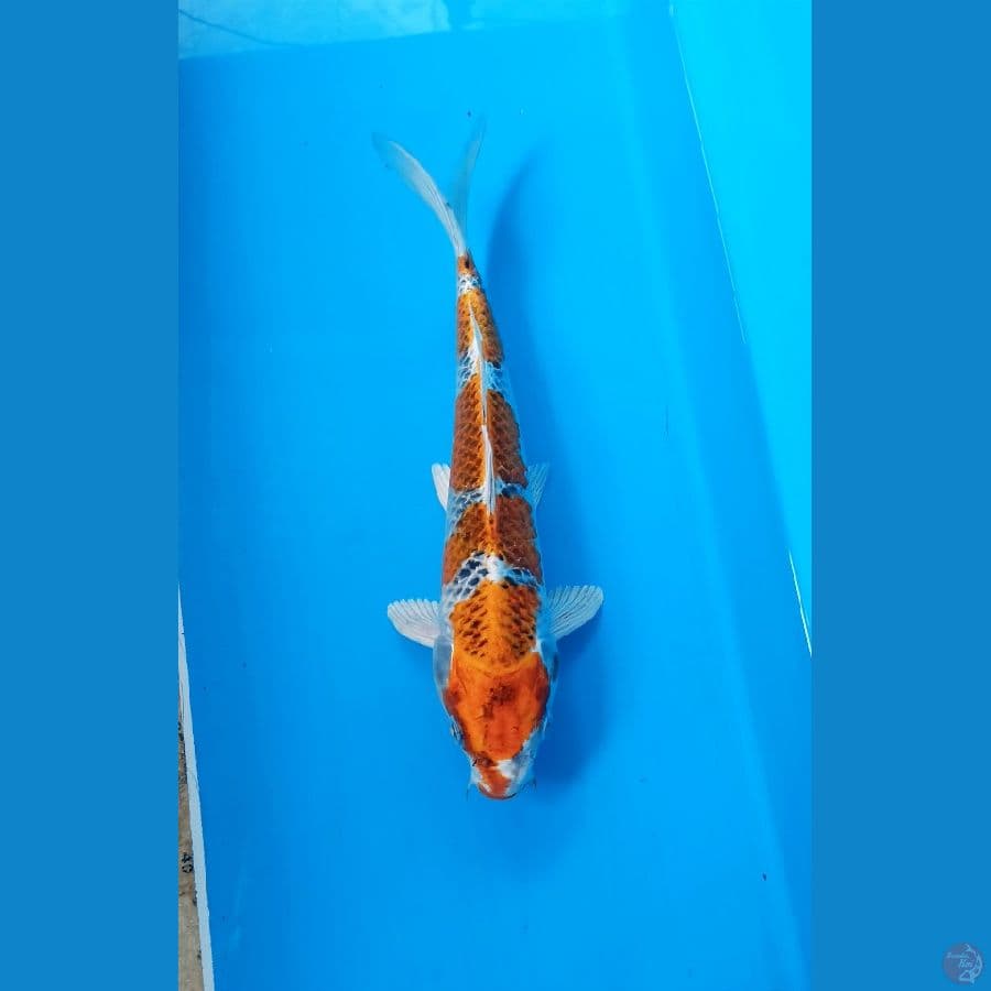 Kujaku 26cm