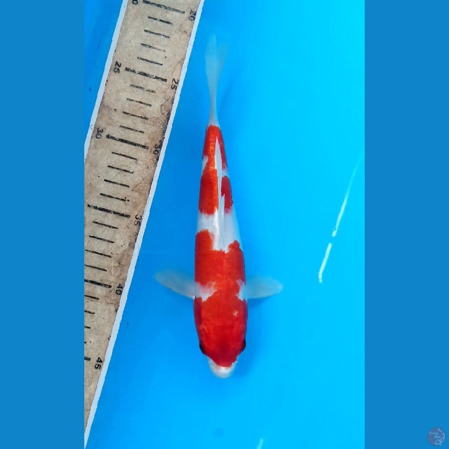 Sakura ogon 22cm