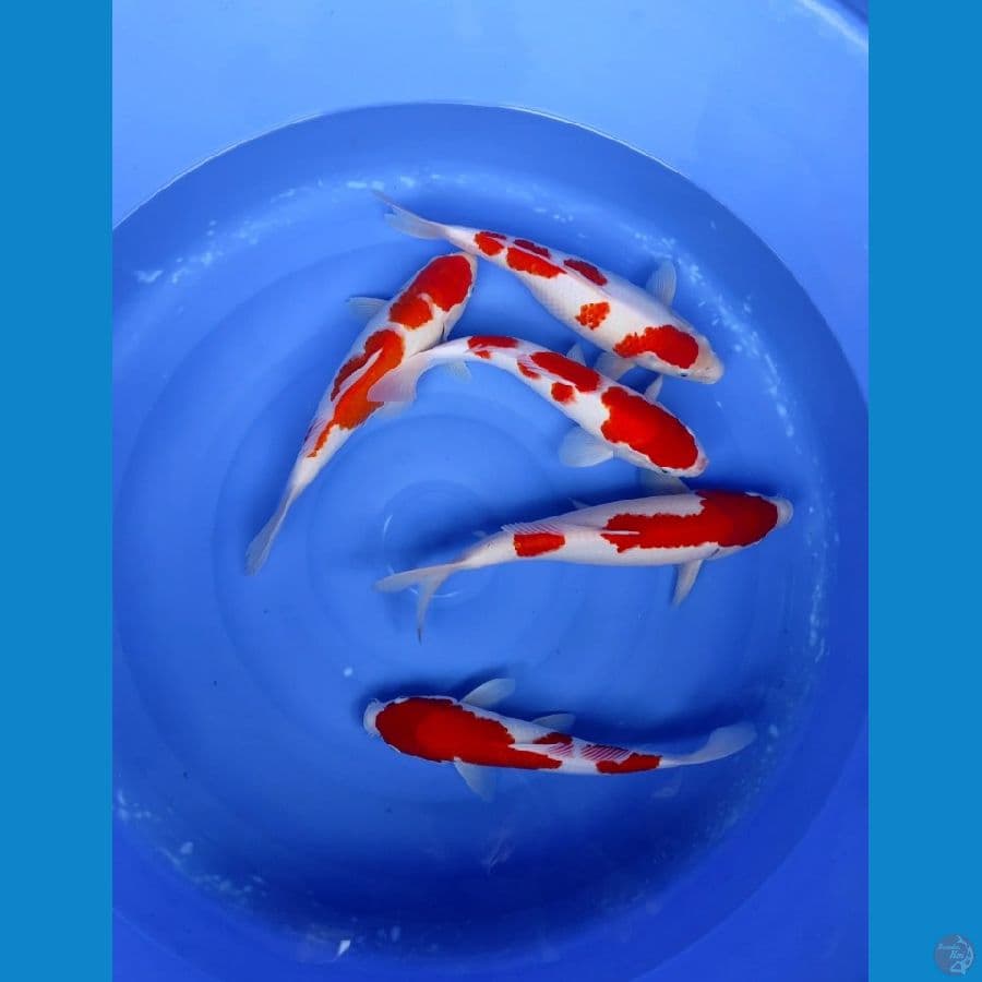35 38 CM - KOHAKU HQ SQ