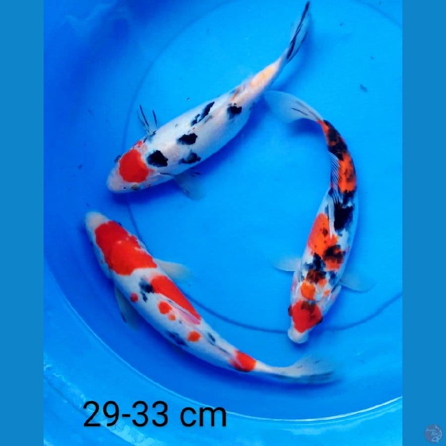 mix mantap 29-33 cm