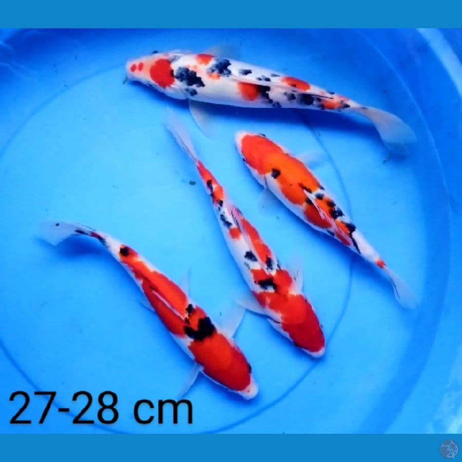 sanke joz 27-28 cm