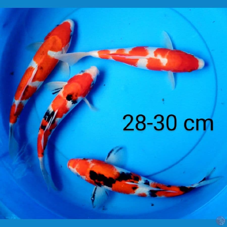 mix 4 ekor 27-30 cm