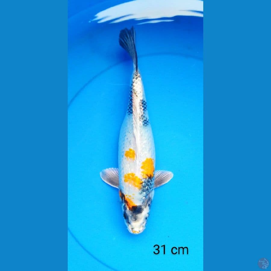 kin showa ginrin 31 cm