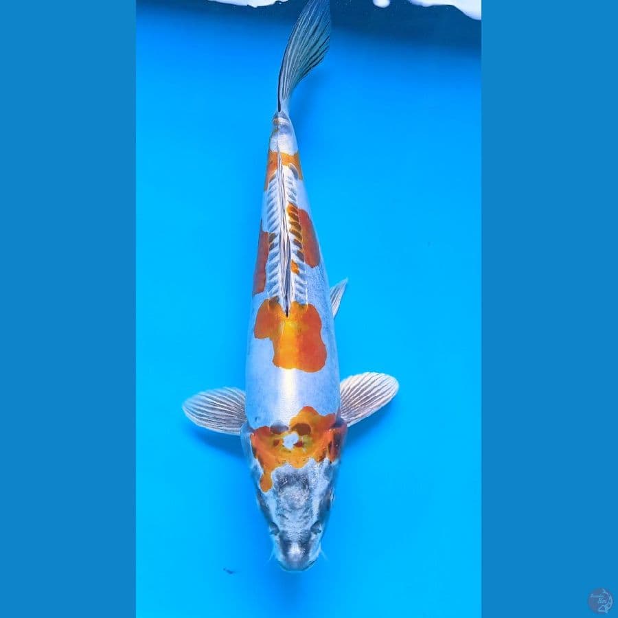 benni kikokuryu super Quality, 30 cm 