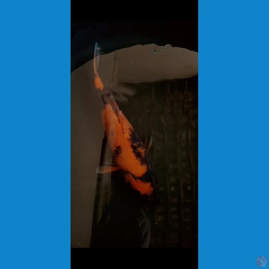 Shinoda - Hi Utsuri 30Bu