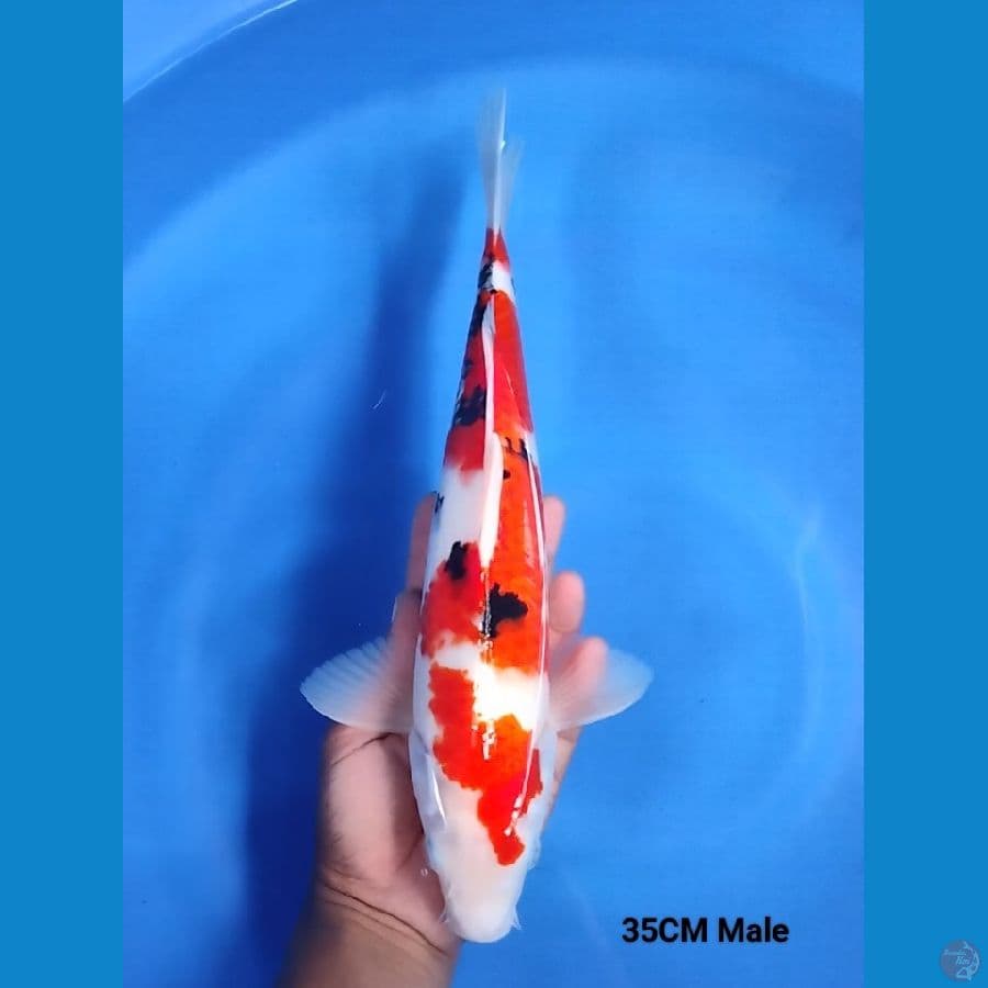 Sankis 35 Male 