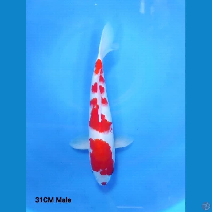 kucibeni Kohaku 31 Male