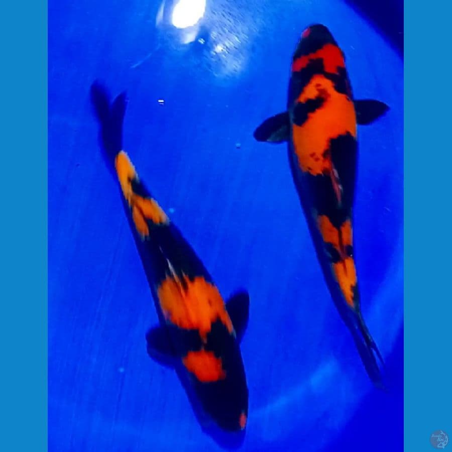 HI hutsuri doitsu 35 cm male
