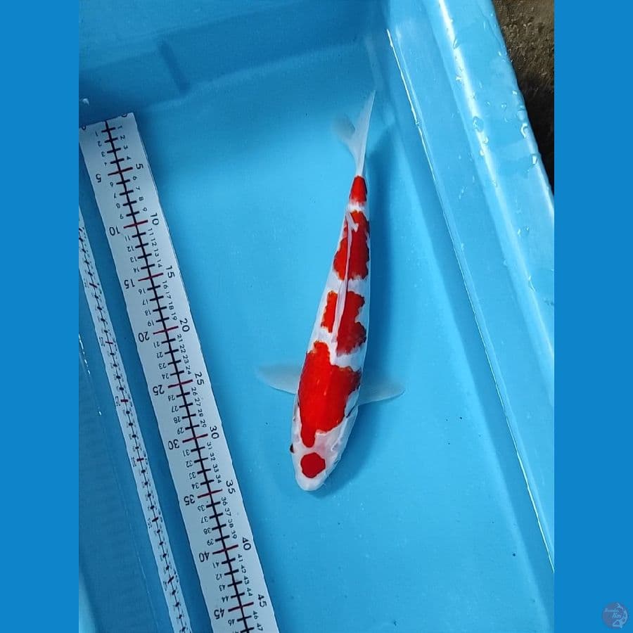 Marutin 34cm Male