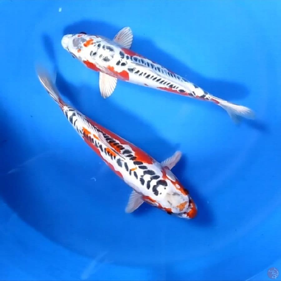 34-36cm