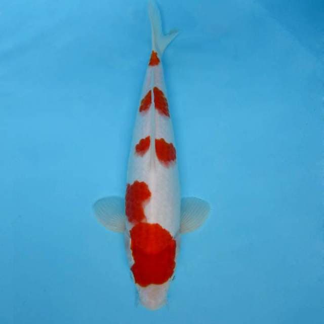 L. KOHAKU 4 STEPS,-
