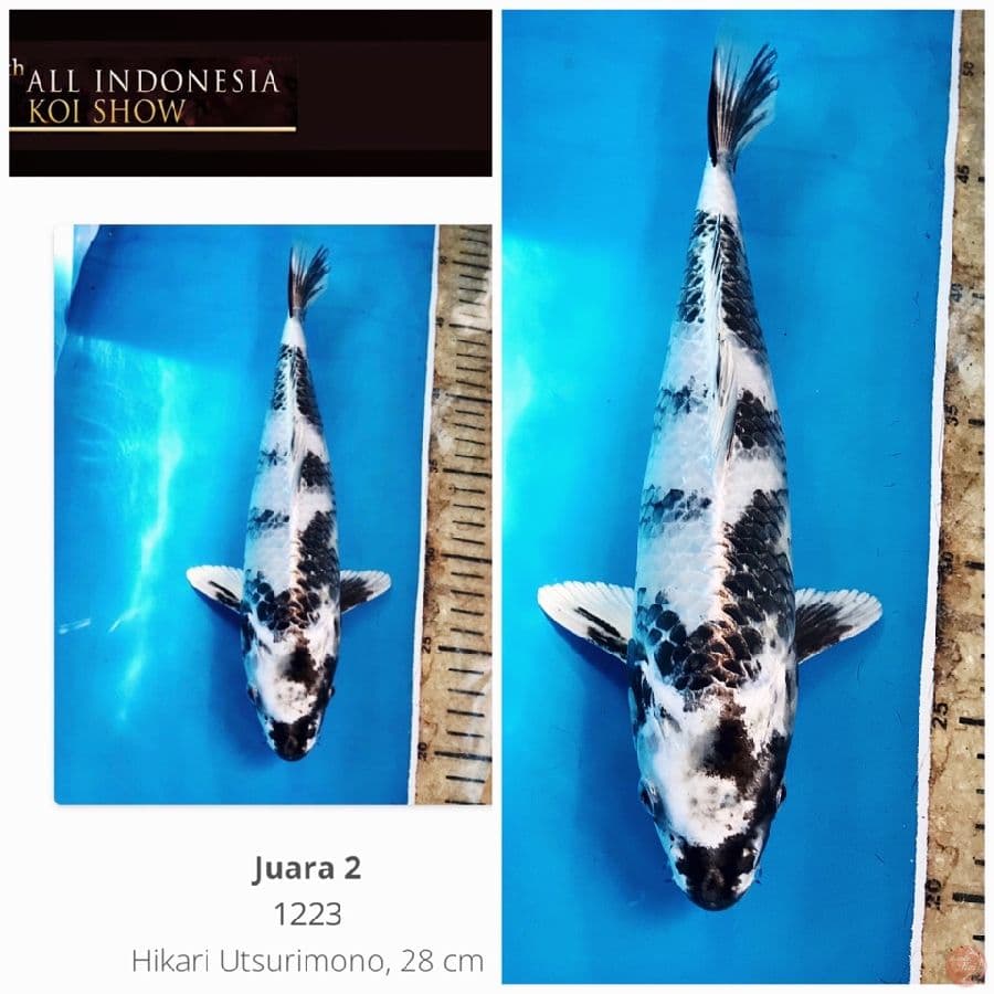 Juara 2 All Indo Koi Show 2022